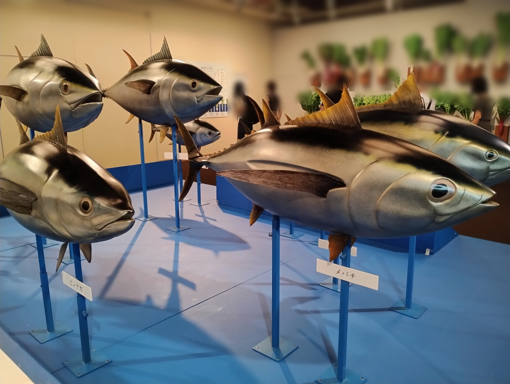 マグロの実物大模型展示