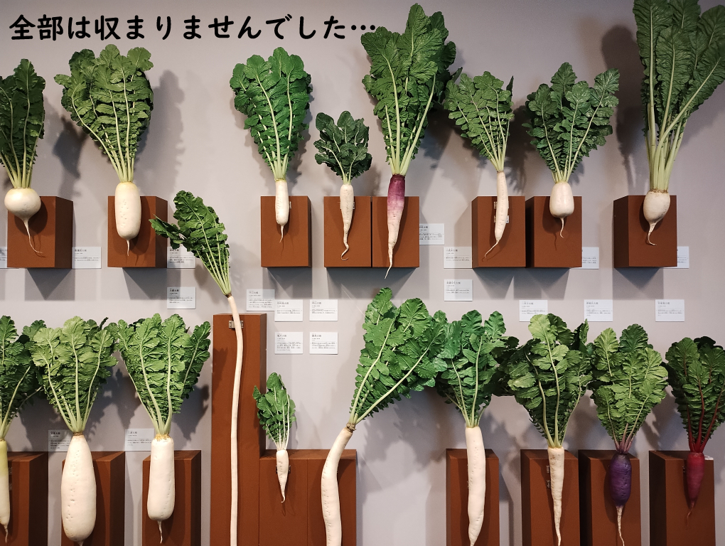 さまざまな大根のレプリカ展示