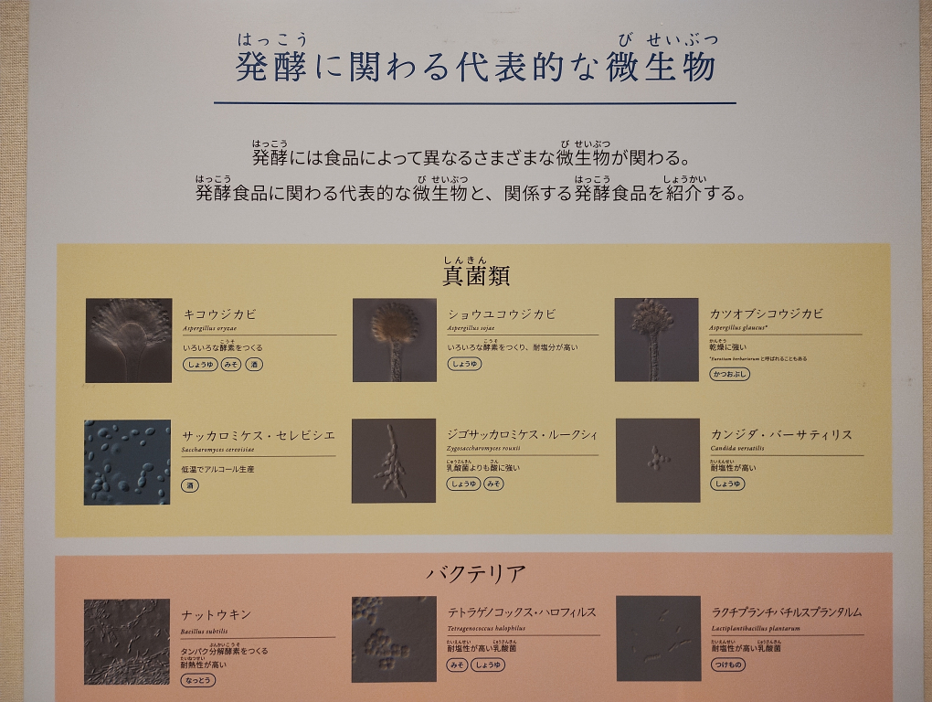 発行に関わる微生物についての展示