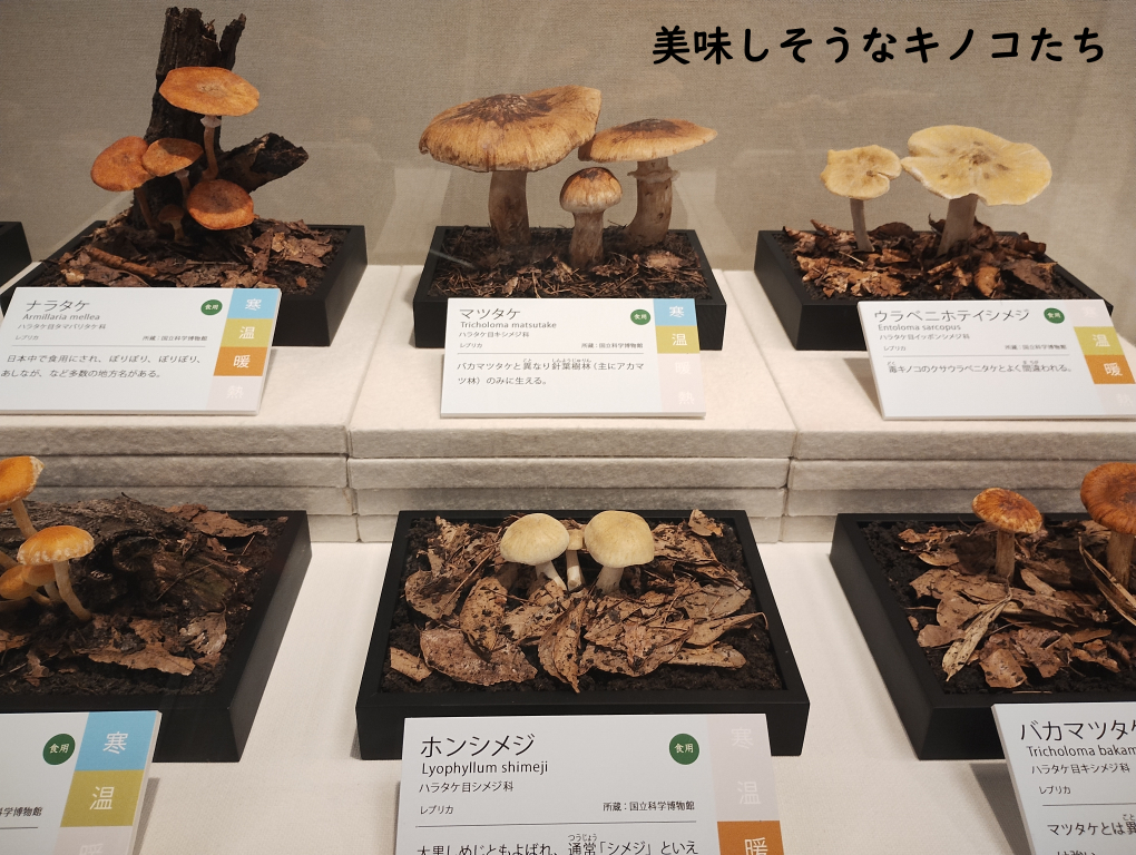 キノコの模型展示