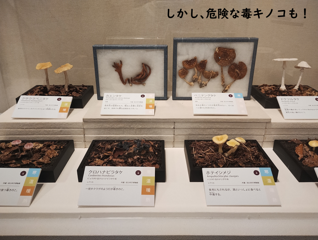 美味しく食べられるキノコだけでなく、毒キノコの模型(一部現物豹紋もあり)展示もありました